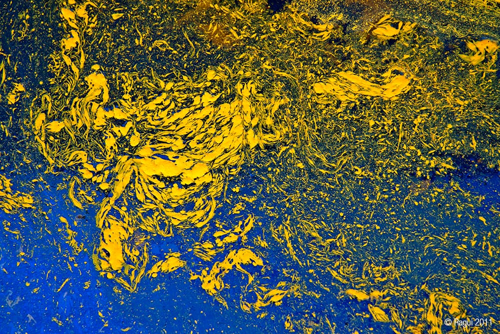 Pangea