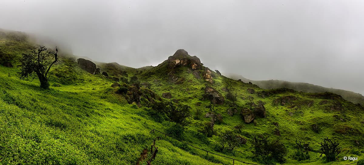 Lomas de lachay